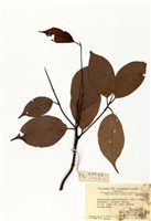 藏品(黃樟)的圖片